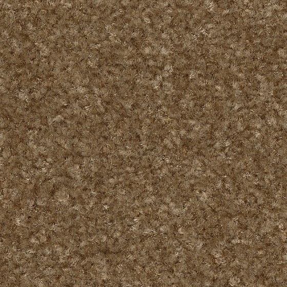 シナモン（KIT-1634）